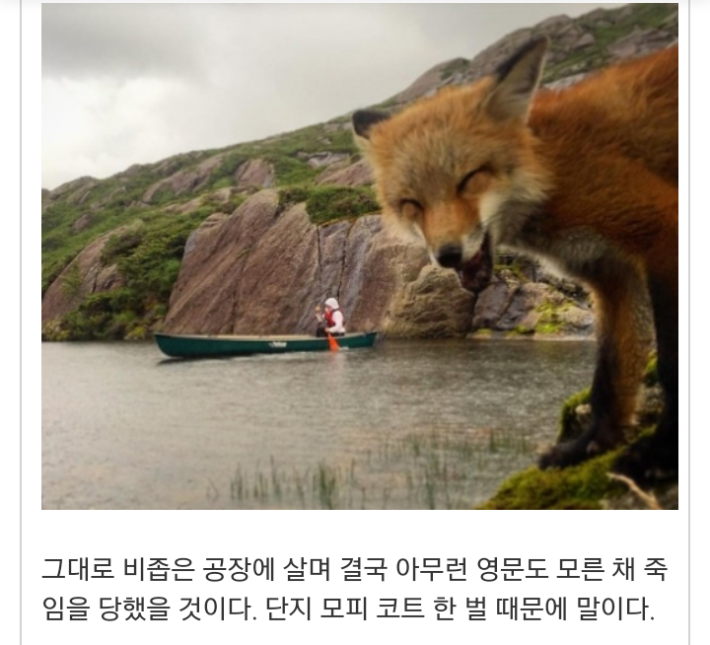 모피공장에서 구조된 여우