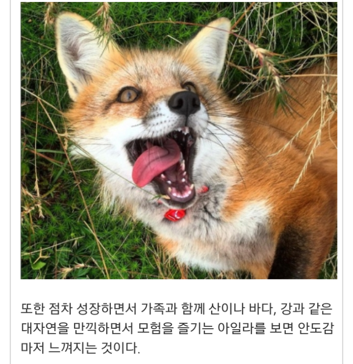 모피공장에서 구조된 여우