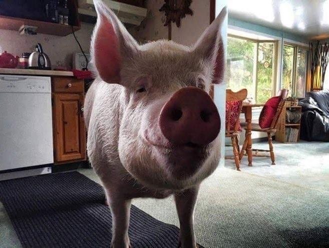 미니피그를 입양했는데....jpg