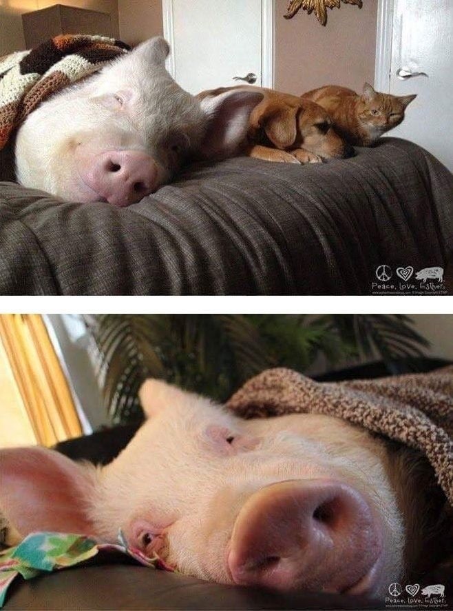 미니피그를 입양했는데....jpg