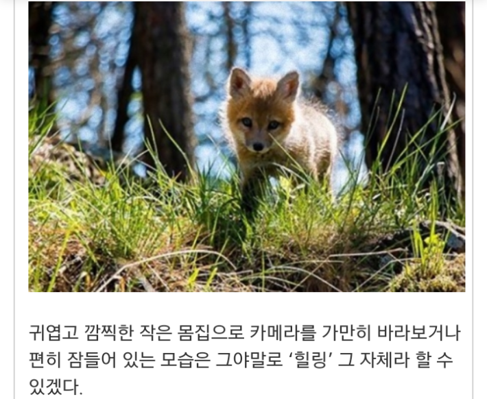 모피공장에서 구조된 여우