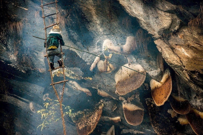 네팔의 벌집헌터.jpg