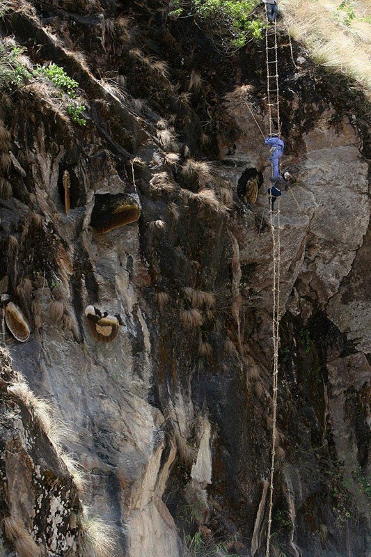 네팔의 벌집헌터.jpg