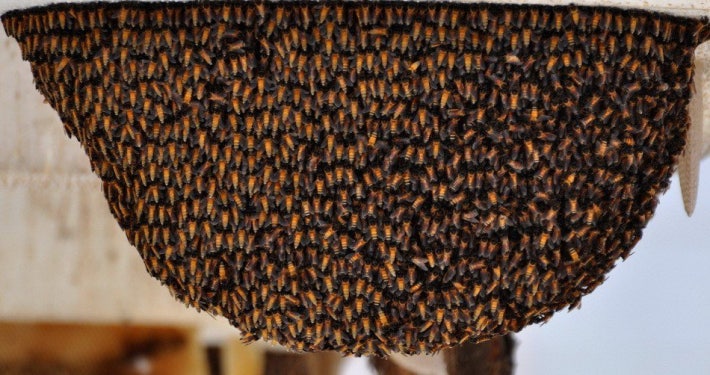 네팔의 벌집헌터.jpg