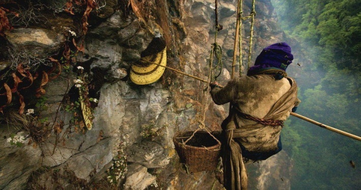 네팔의 벌집헌터.jpg