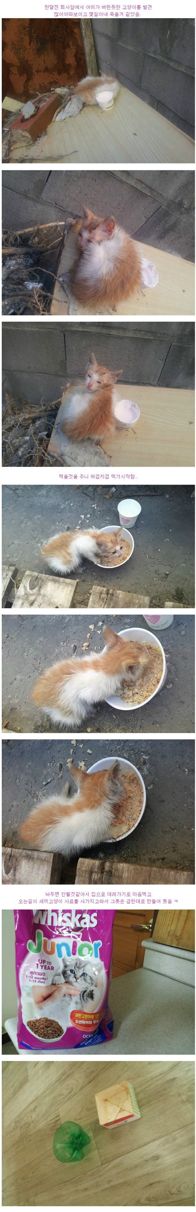 길고양이 새끼 데려온 후기