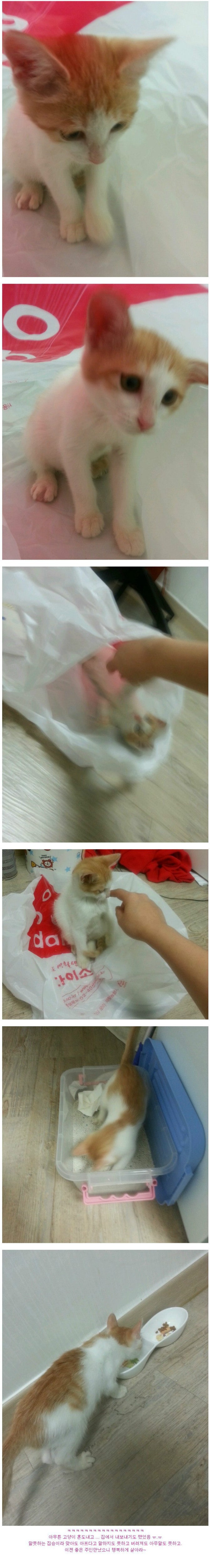 길고양이 새끼 데려온 후기