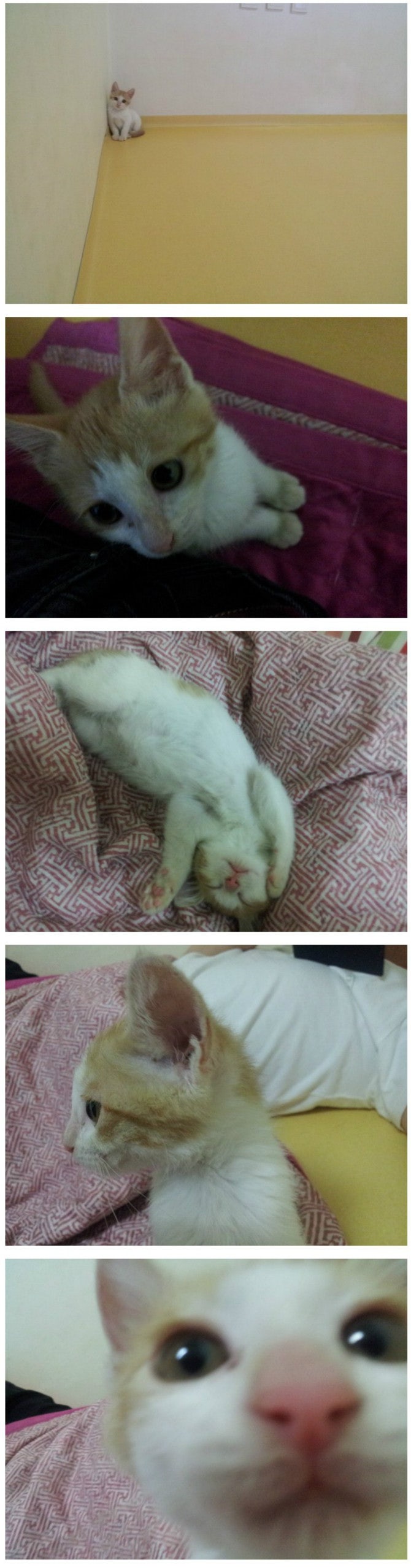 길고양이 새끼 데려온 후기