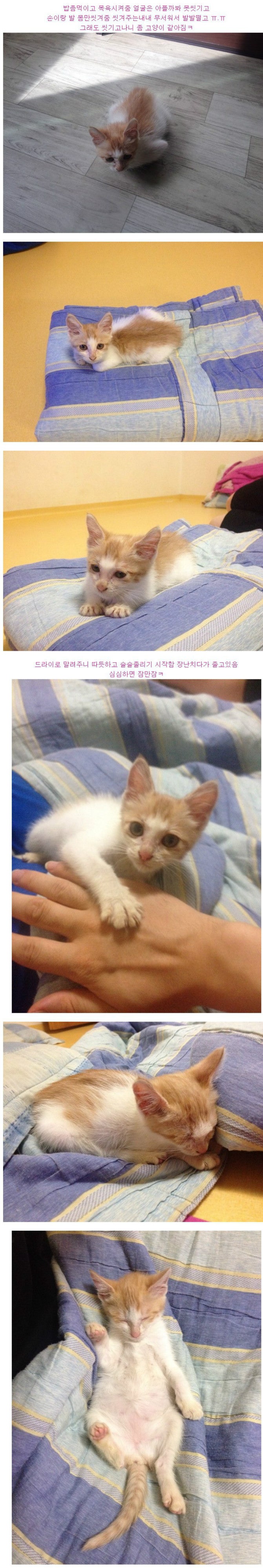 길고양이 새끼 데려온 후기
