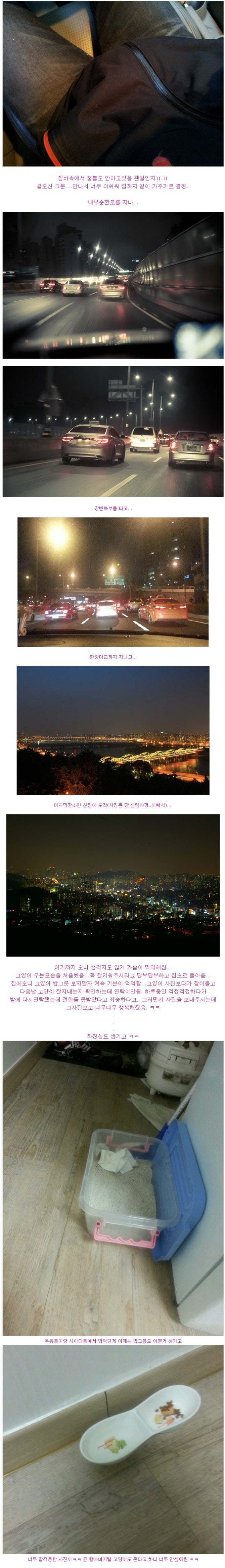 길고양이 새끼 데려온 후기