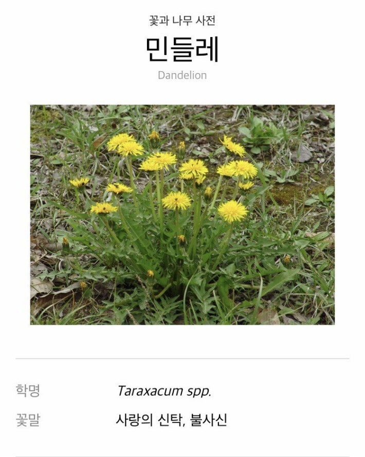 도깨비 민들레의 꽃말...대박