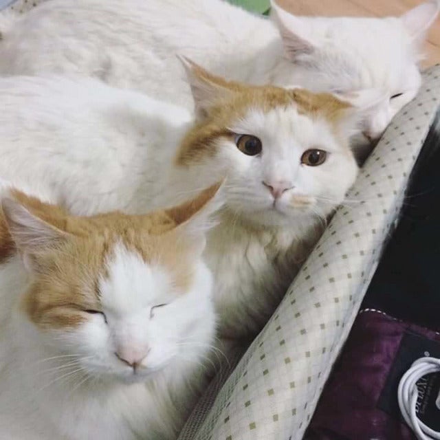 여행가려고 짐을 싸는데...