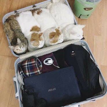 여행가려고 짐을 싸는데...