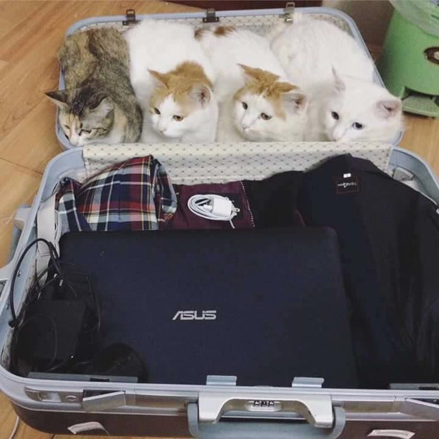 여행가려고 짐을 싸는데...