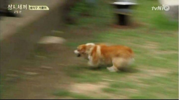 강아지가 사라졌을 때 꿀팁