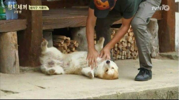 강아지가 사라졌을 때 꿀팁