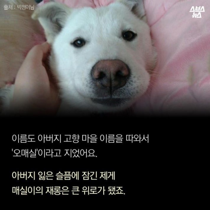 가족같은 강아지의 죽음(추가)