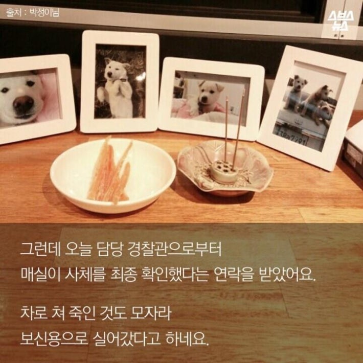 가족같은 강아지의 죽음(추가)