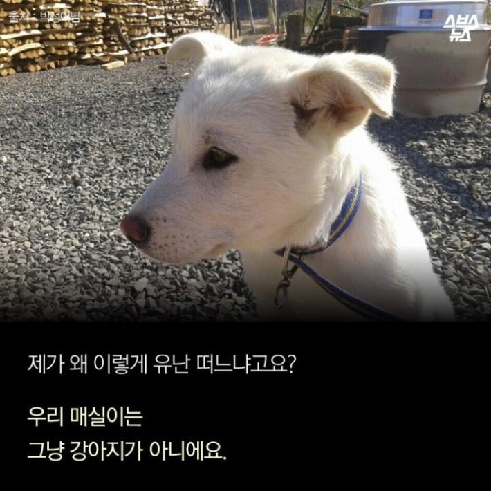 가족같은 강아지의 죽음(추가)