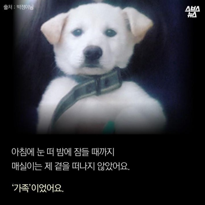 가족같은 강아지의 죽음(추가)