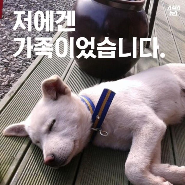 가족같은 강아지의 죽음(추가)