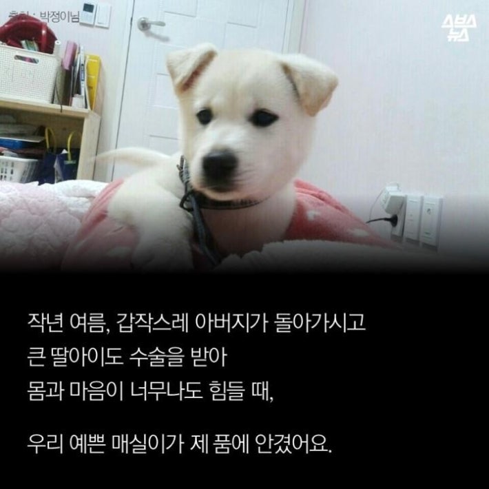 가족같은 강아지의 죽음(추가)