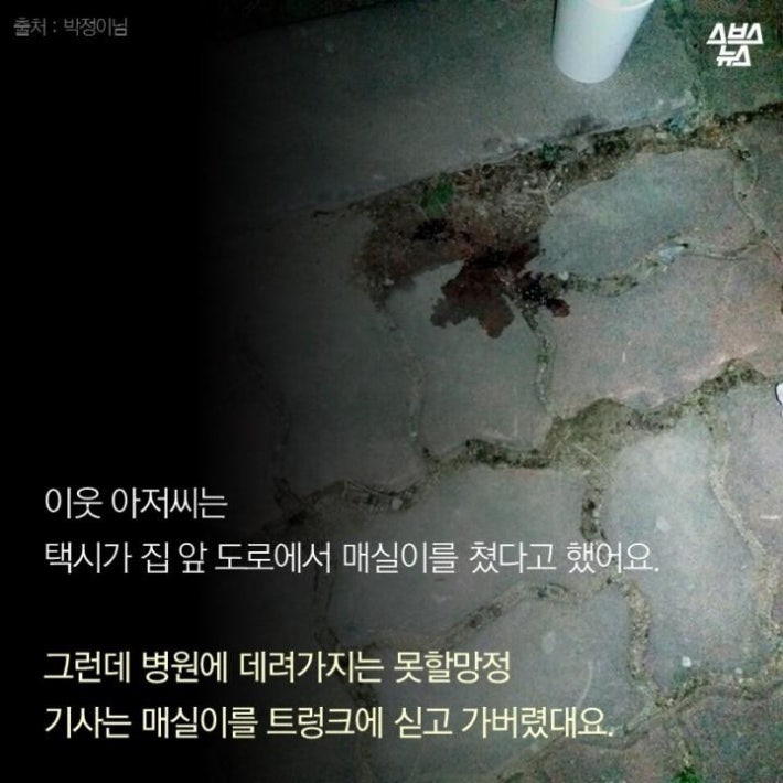 가족같은 강아지의 죽음(추가)