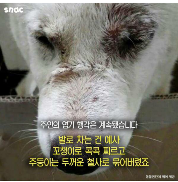 우리 개는 3층에서 떨어져도 괜찮아!!