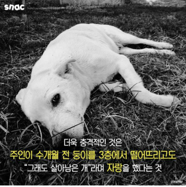 우리 개는 3층에서 떨어져도 괜찮아!!