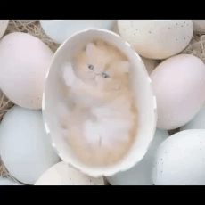 egg_cat.gif