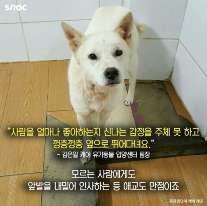 우리 개는 3층에서 떨어져도 괜찮아!!