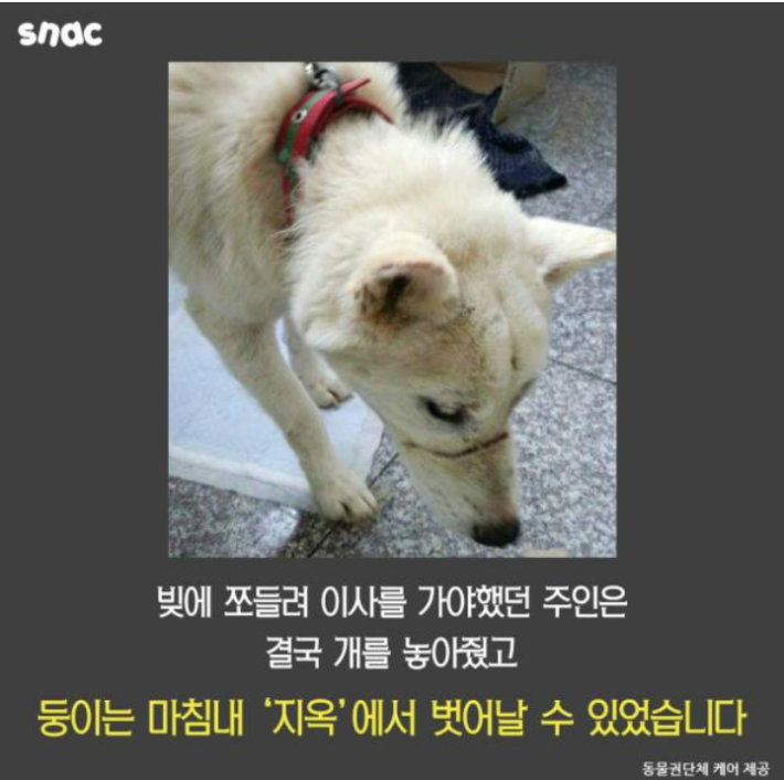 우리 개는 3층에서 떨어져도 괜찮아!!