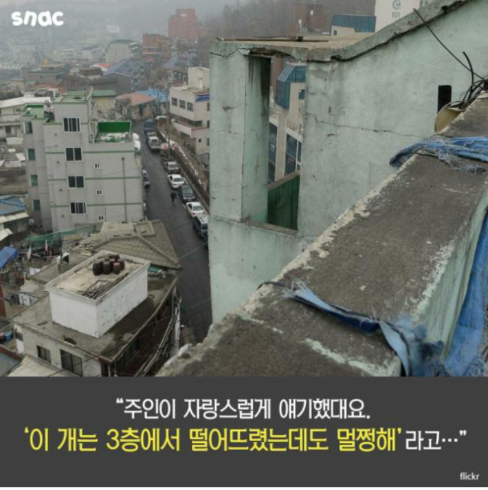 우리 개는 3층에서 떨어져도 괜찮아!!