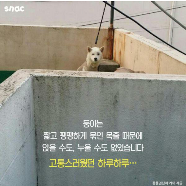 우리 개는 3층에서 떨어져도 괜찮아!!
