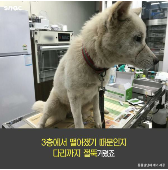 우리 개는 3층에서 떨어져도 괜찮아!!