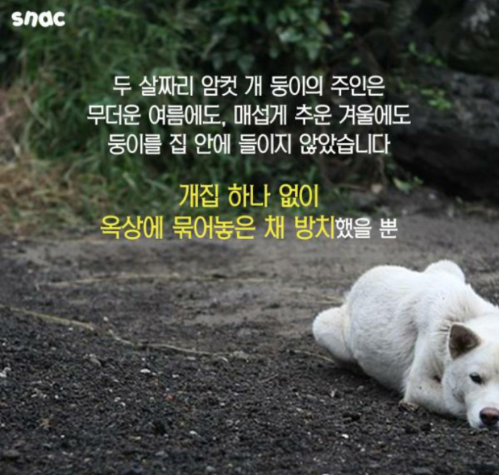 우리 개는 3층에서 떨어져도 괜찮아!!