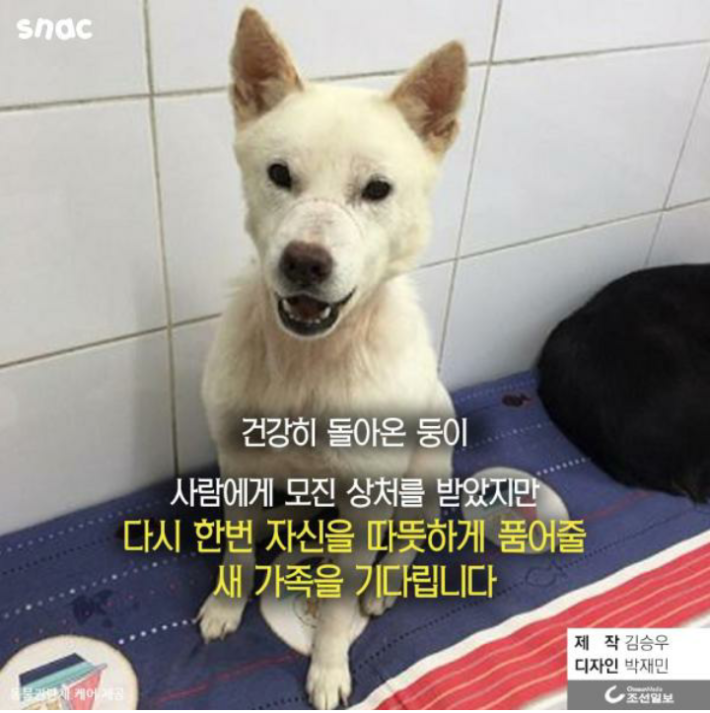 우리 개는 3층에서 떨어져도 괜찮아!!