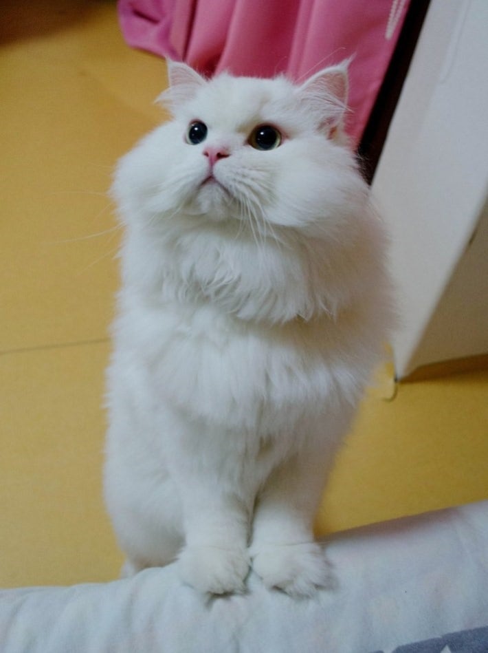 유기묘  주인을 만난 후