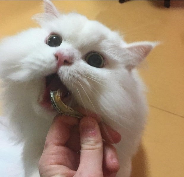 유기묘  주인을 만난 후