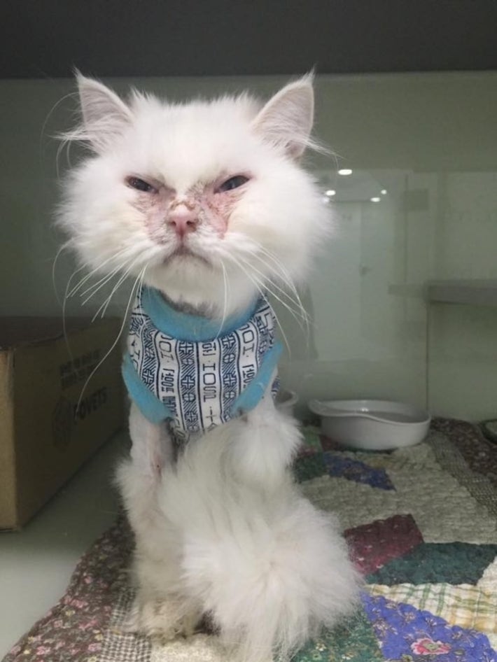 유기묘  주인을 만난 후