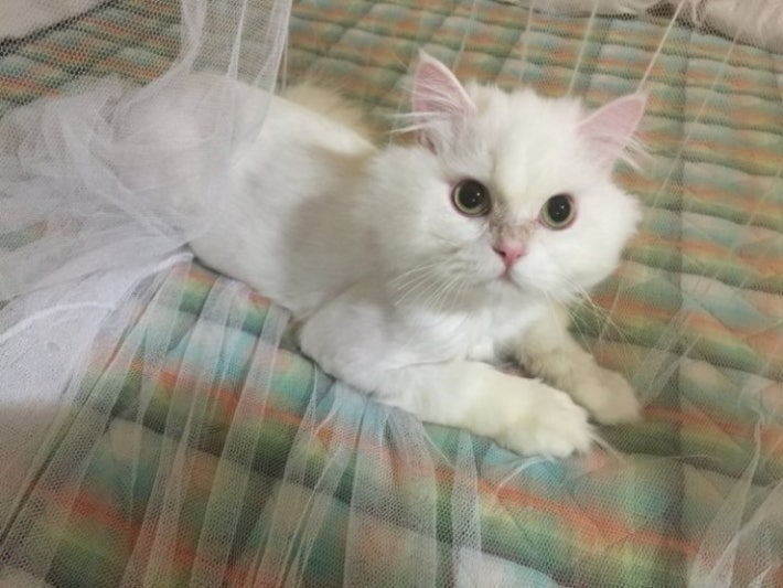 유기묘  주인을 만난 후