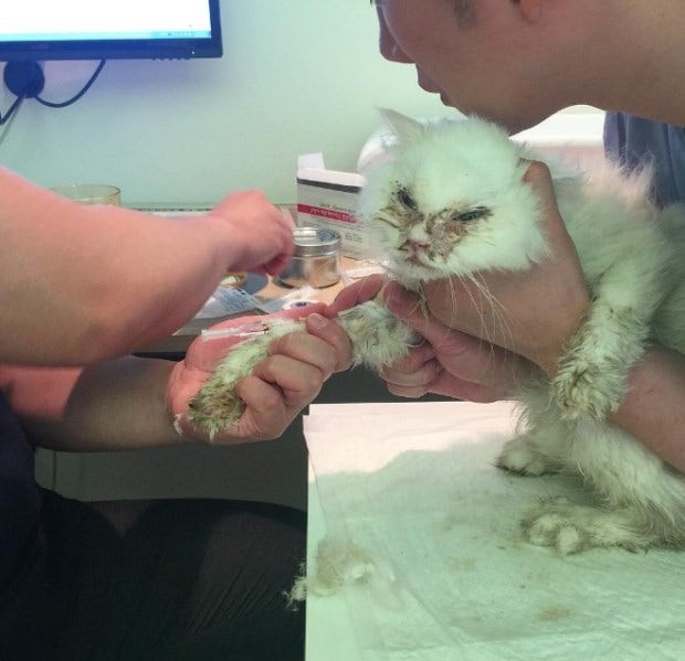 유기묘  주인을 만난 후