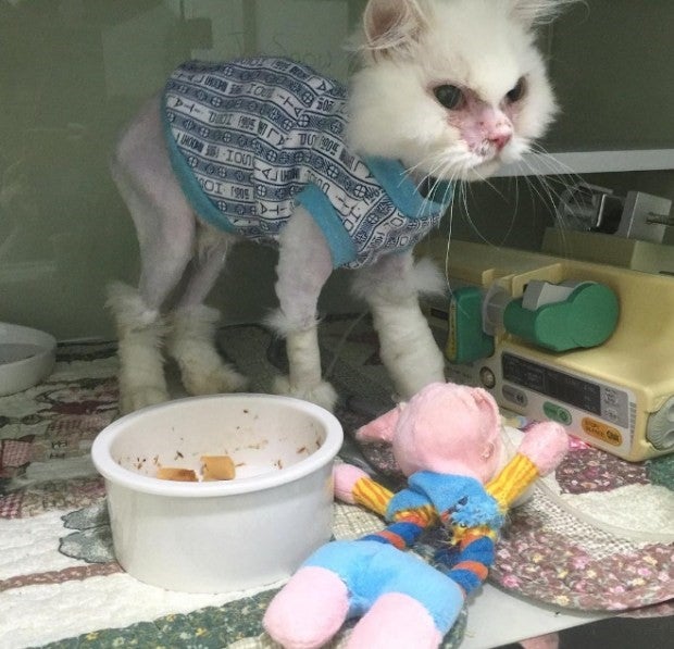 유기묘  주인을 만난 후