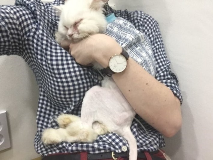 유기묘  주인을 만난 후