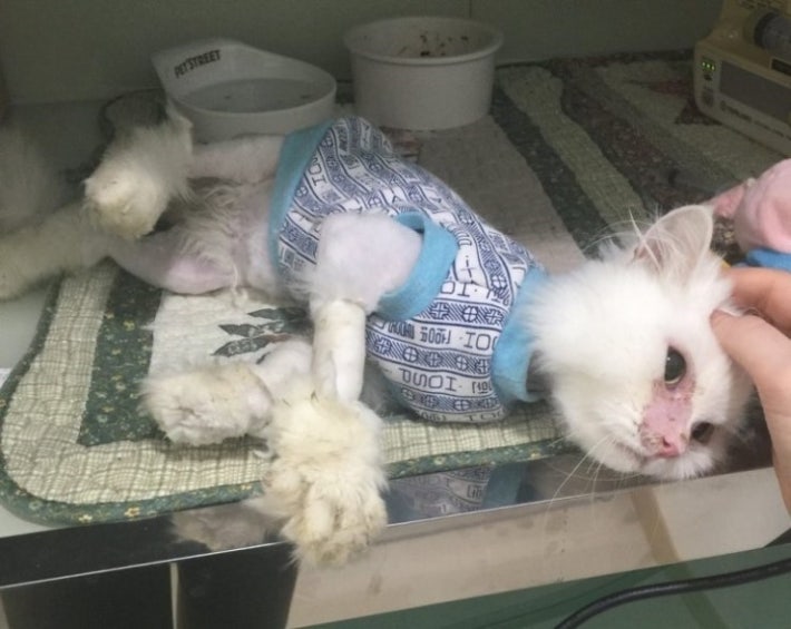 유기묘  주인을 만난 후