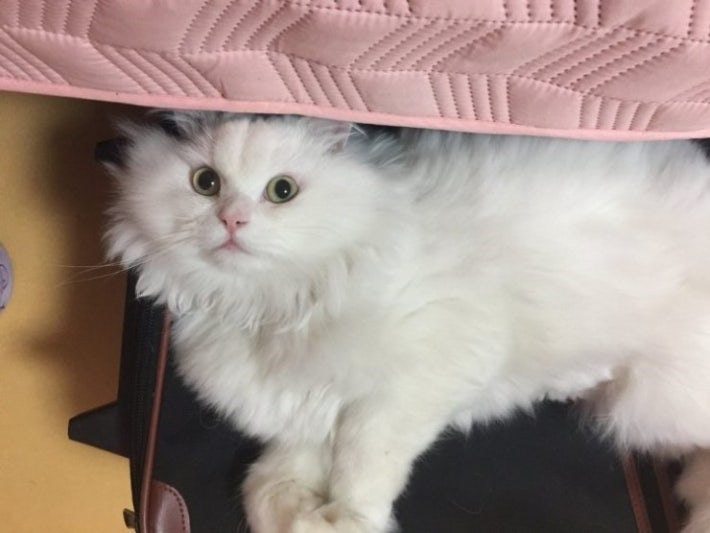 유기묘  주인을 만난 후