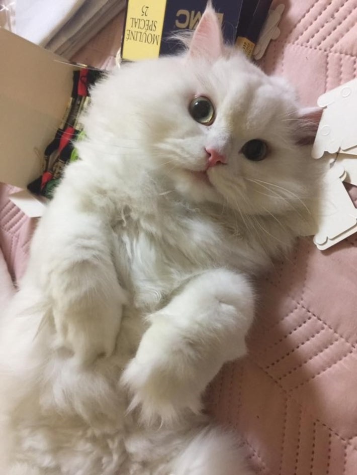 유기묘  주인을 만난 후