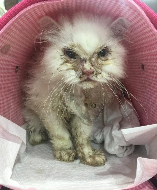 유기묘  주인을 만난 후