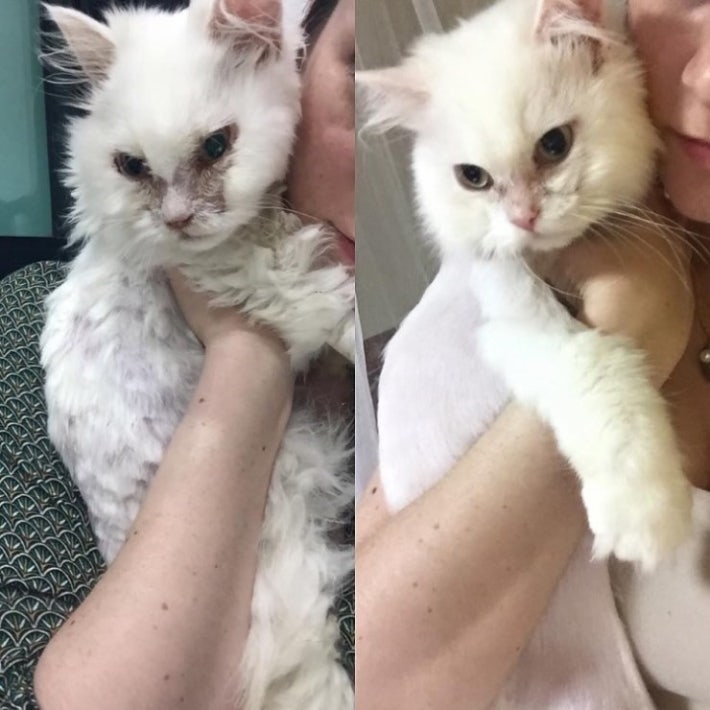 유기묘  주인을 만난 후