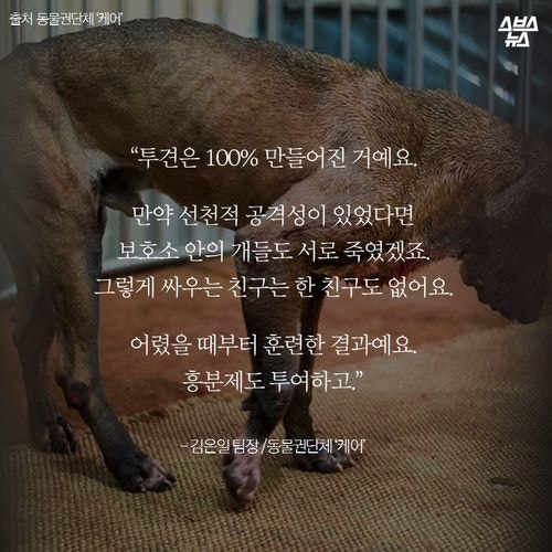 어느 투견의 반전매력